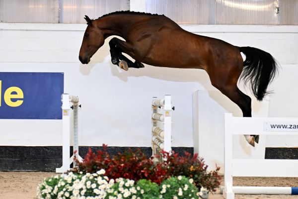 RELIANCE MENEZIG Z - Outstanding grandson of Quasibelle du